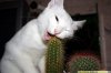 0015_cat.jpg