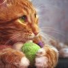 0017_cat.jpg