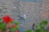DSC_0403.JPG