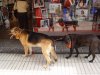 DSC03570.JPG