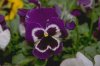 8mar01__521_x_347_.jpg